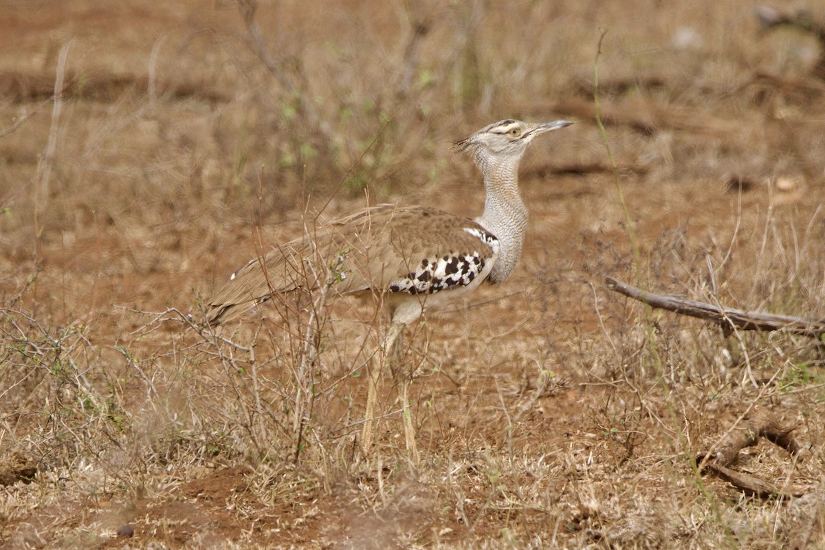 Kori Bustard - ML629080443