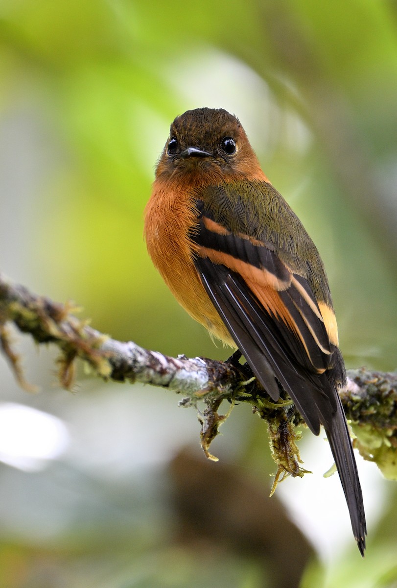 Cinnamon Flycatcher - ML629080451