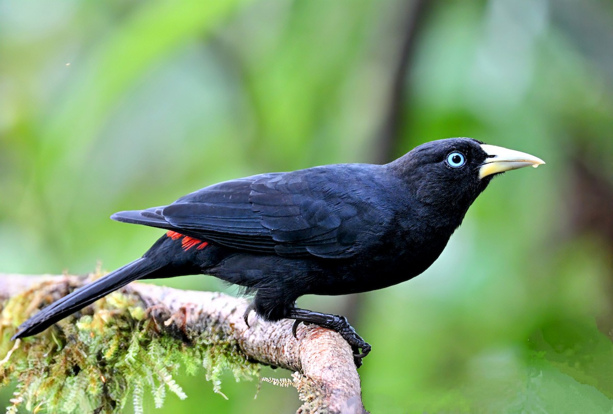 Scarlet-rumped Cacique - ML629080493
