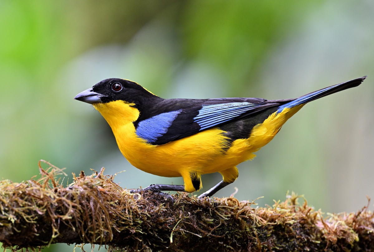 Blue-winged Mountain Tanager - ML629080497