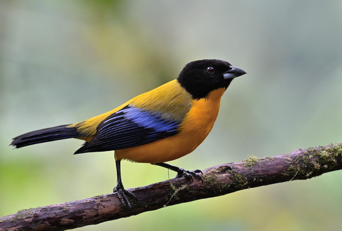 Black-chinned Mountain Tanager - ML629080500