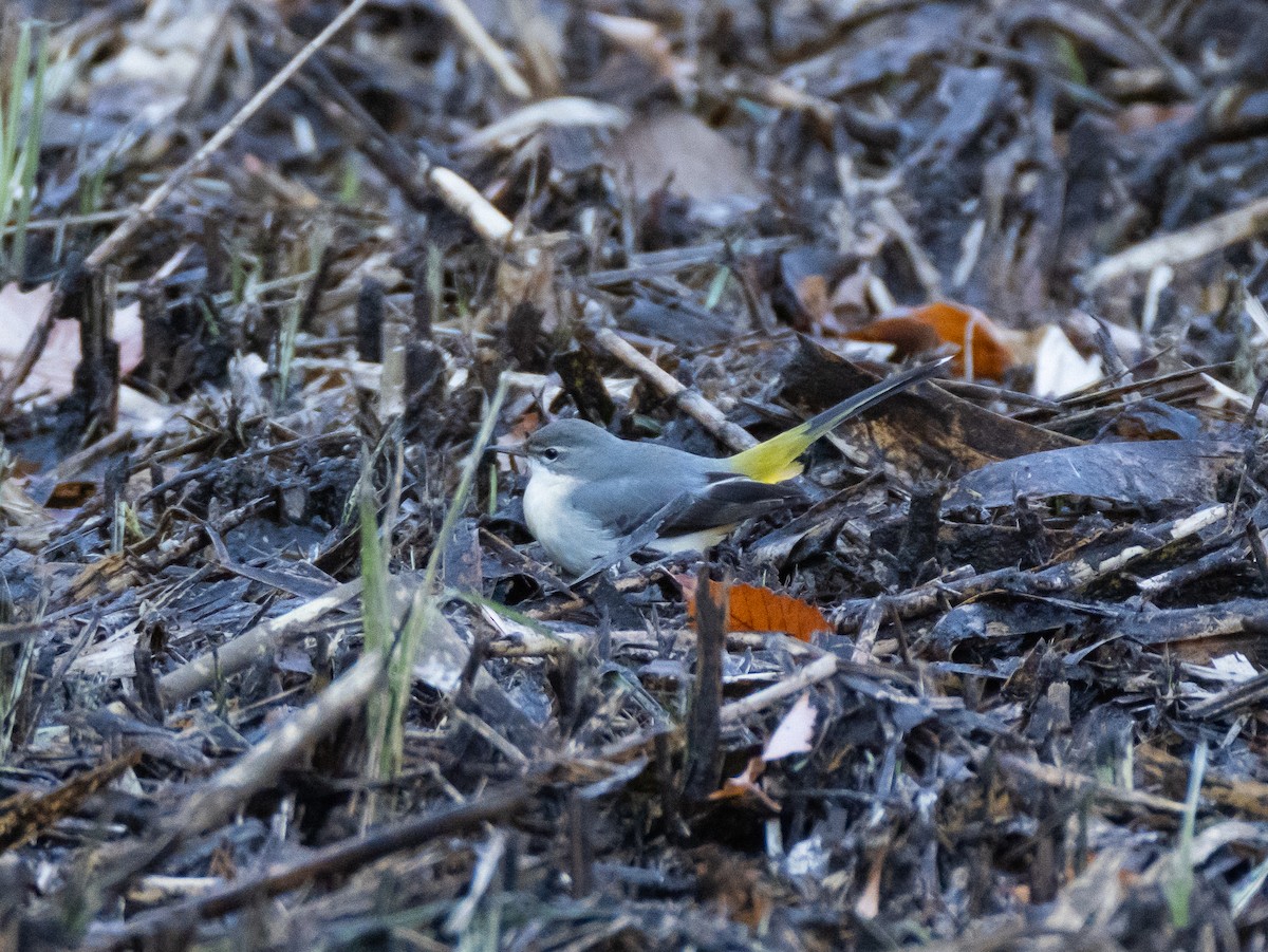 Gray Wagtail - ML629080501