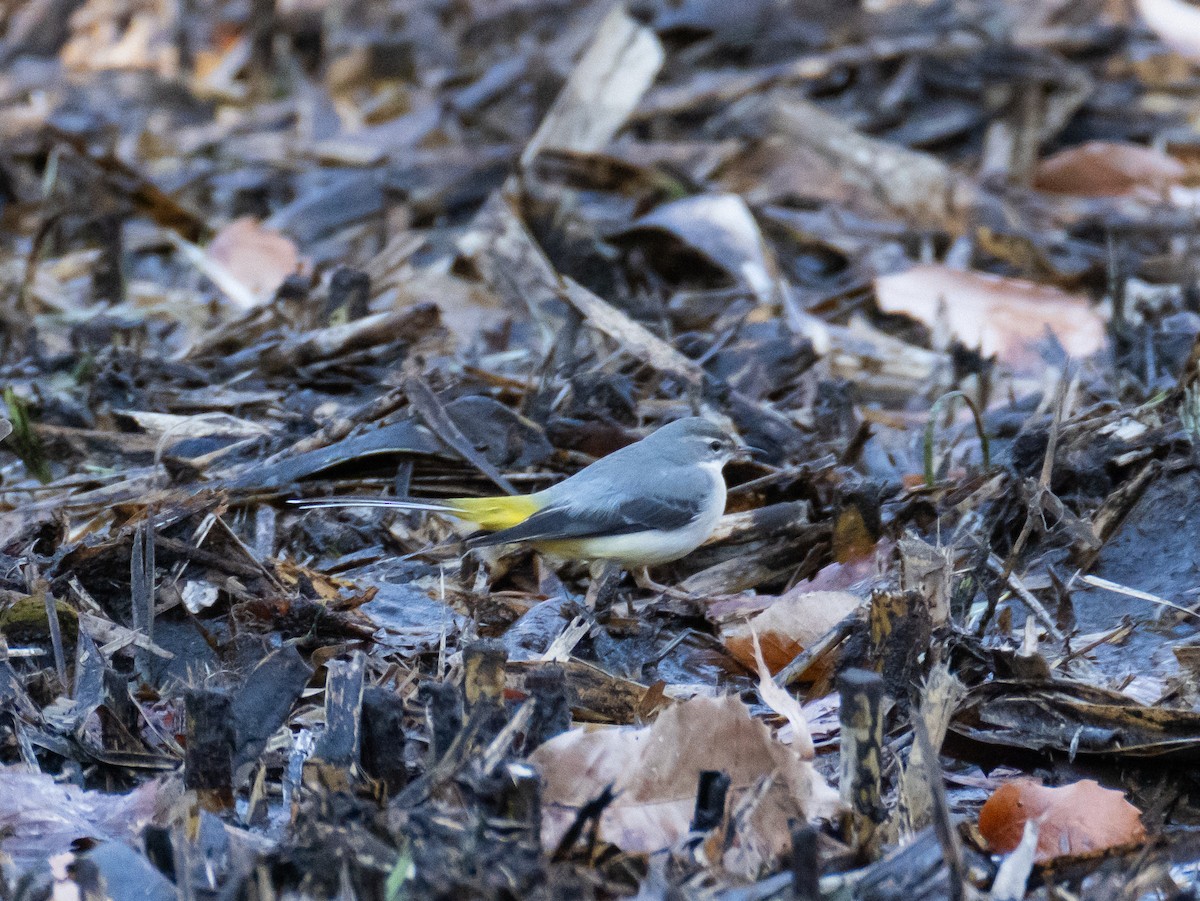 Gray Wagtail - ML629080502