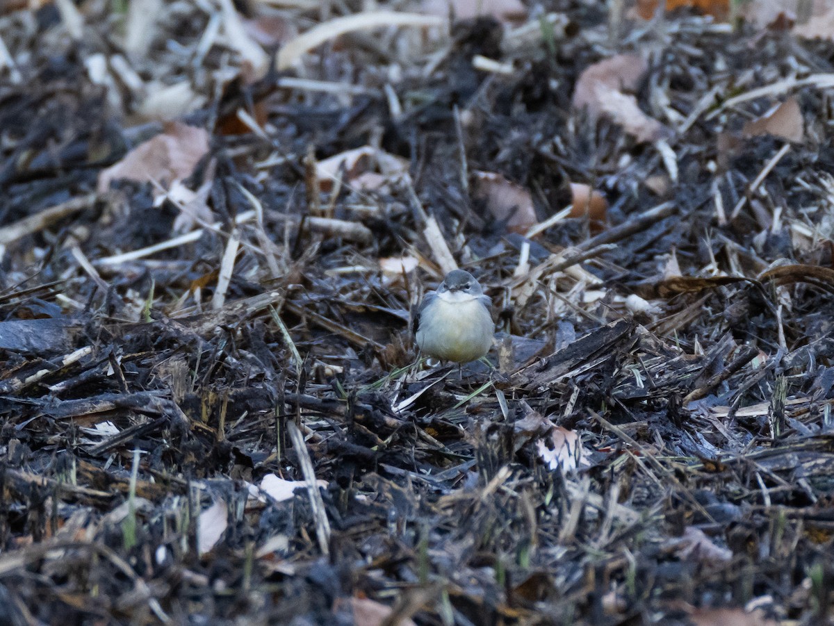 Gray Wagtail - ML629080503