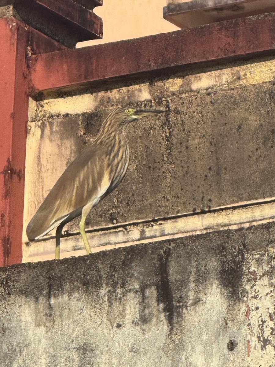 Indian Pond-Heron - ML629080504