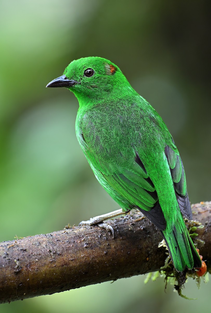 Glistening-green Tanager - ML629080506