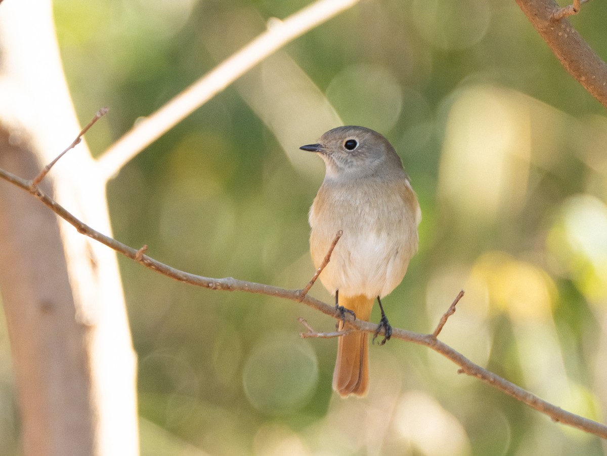 Daurian Redstart - ML629080527