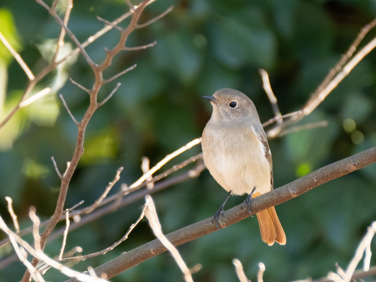 Daurian Redstart - ML629080528