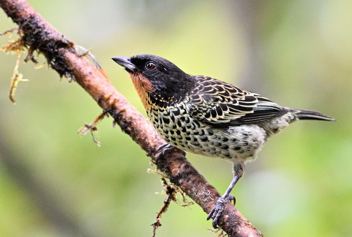 Rufous-throated Tanager - ML629080533