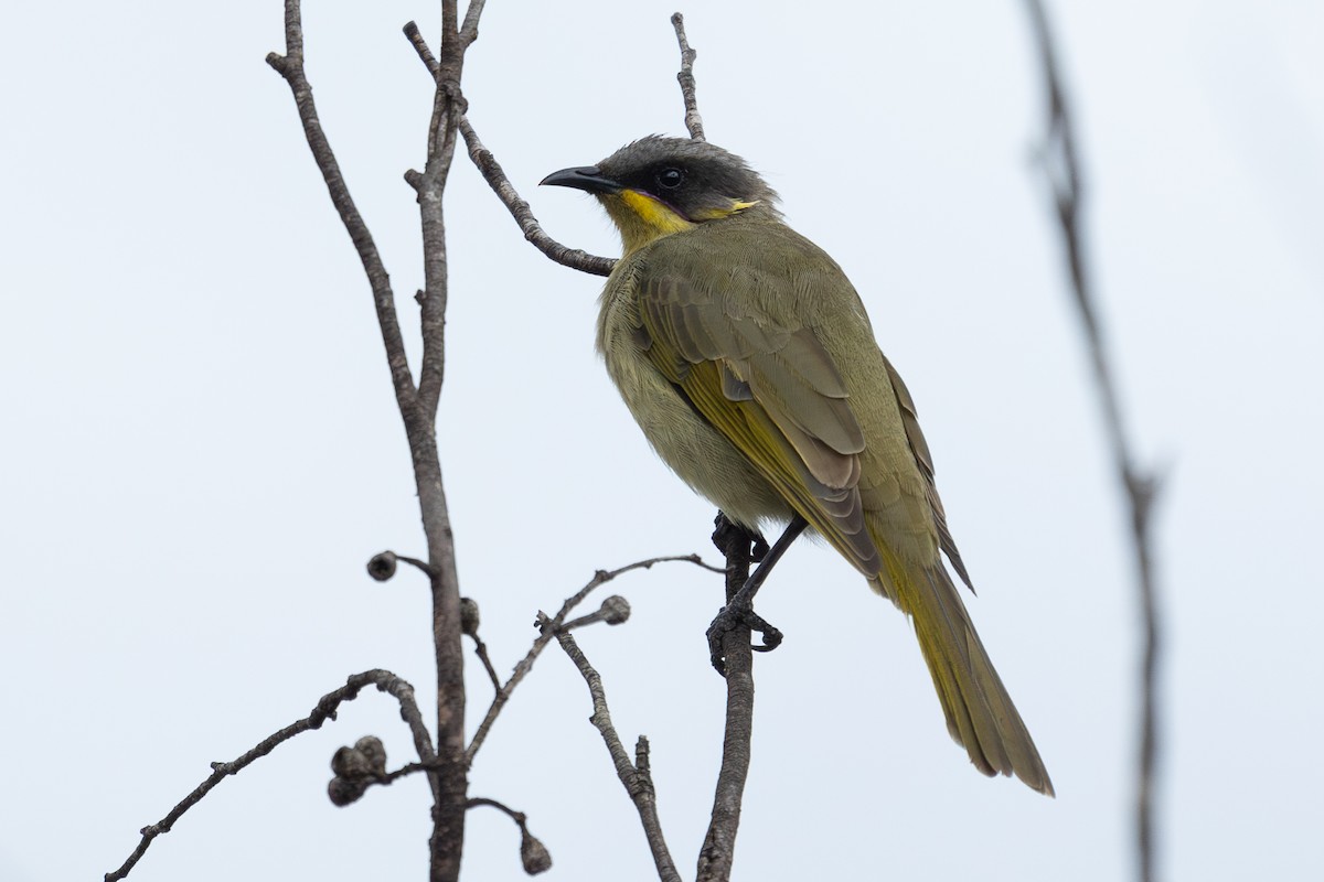 Purple-gaped Honeyeater - ML629080541