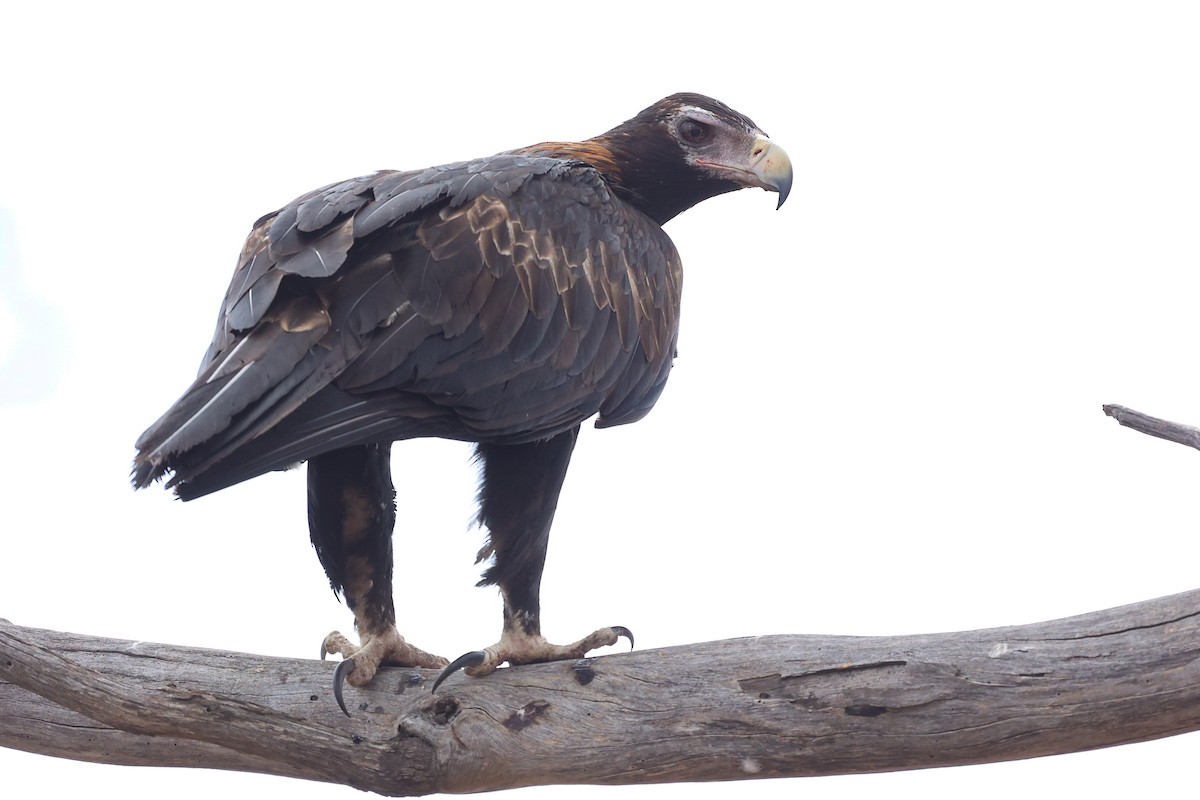 Wedge-tailed Eagle - ML629080577