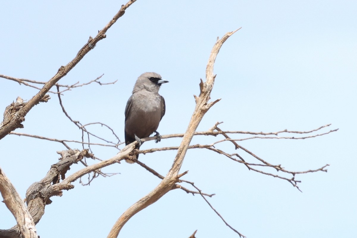 Black-faced Woodswallow - ML629080622