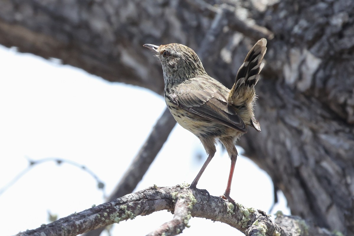 Western Fieldwren - ML629080657