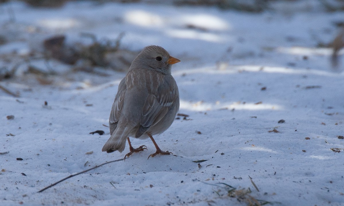 White-crowned Sparrow (Gambel's) - ML629080773