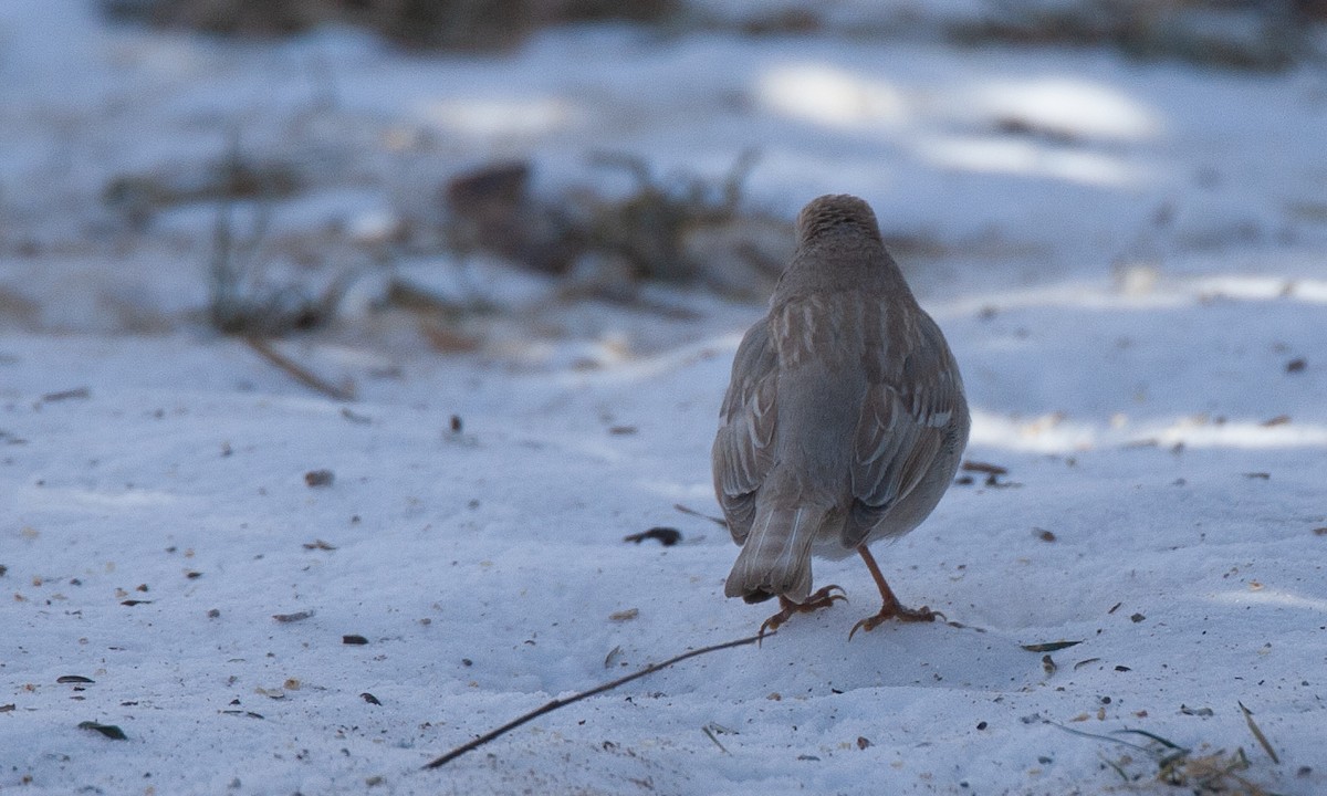 White-crowned Sparrow (Gambel's) - ML629080774