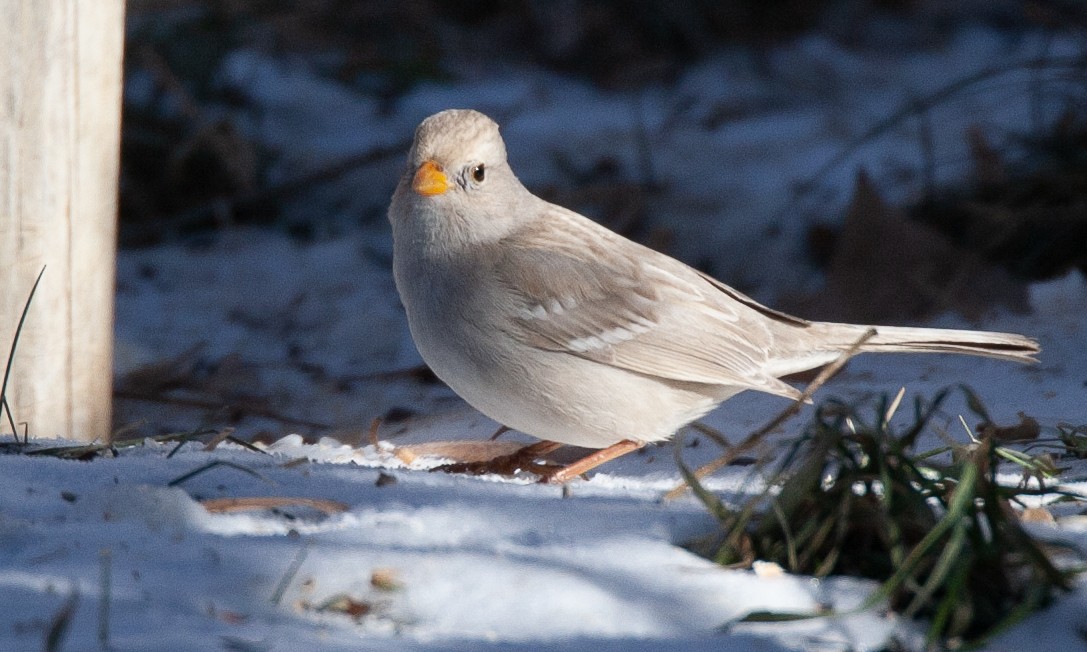 White-crowned Sparrow (Gambel's) - ML629080775