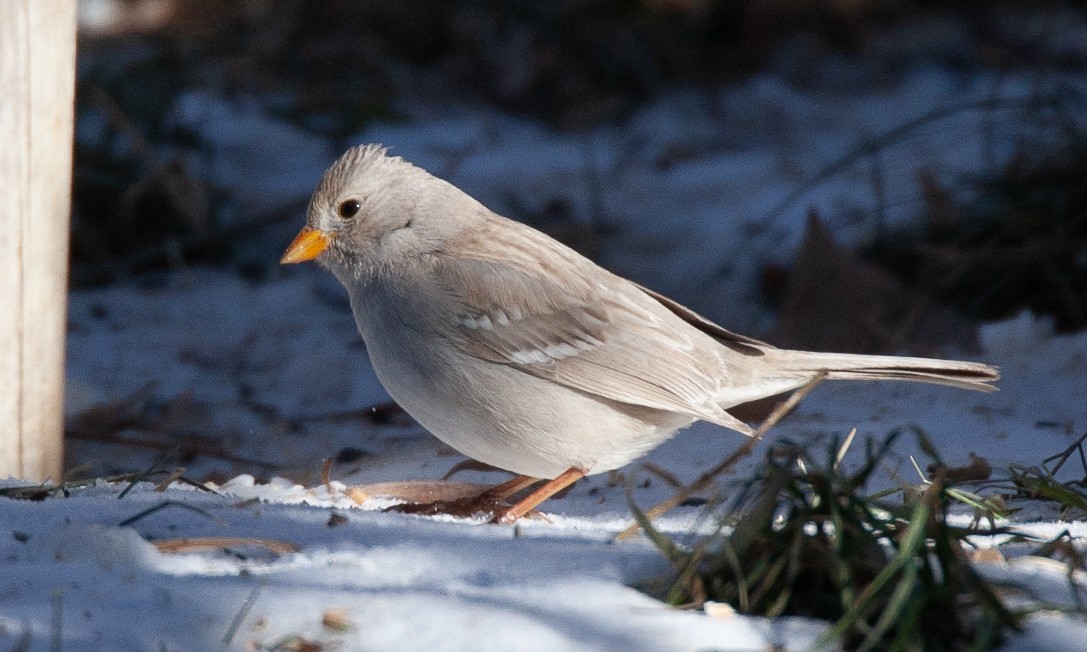 White-crowned Sparrow (Gambel's) - ML629080777