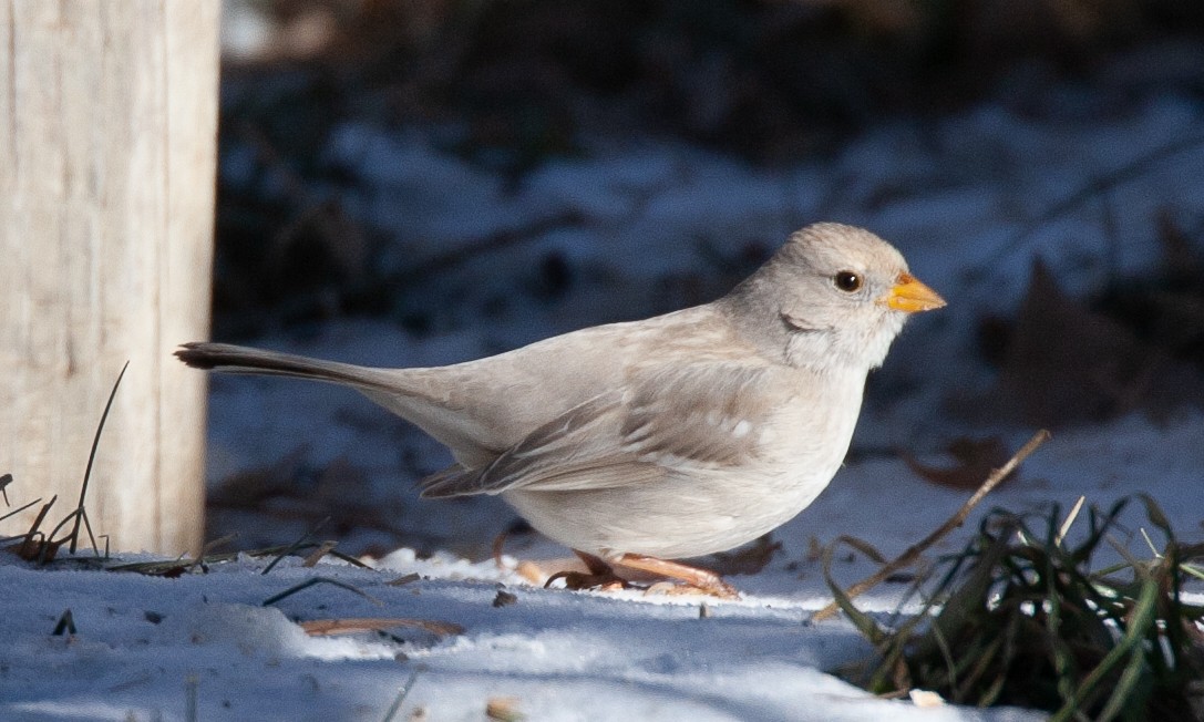 White-crowned Sparrow (Gambel's) - ML629080778