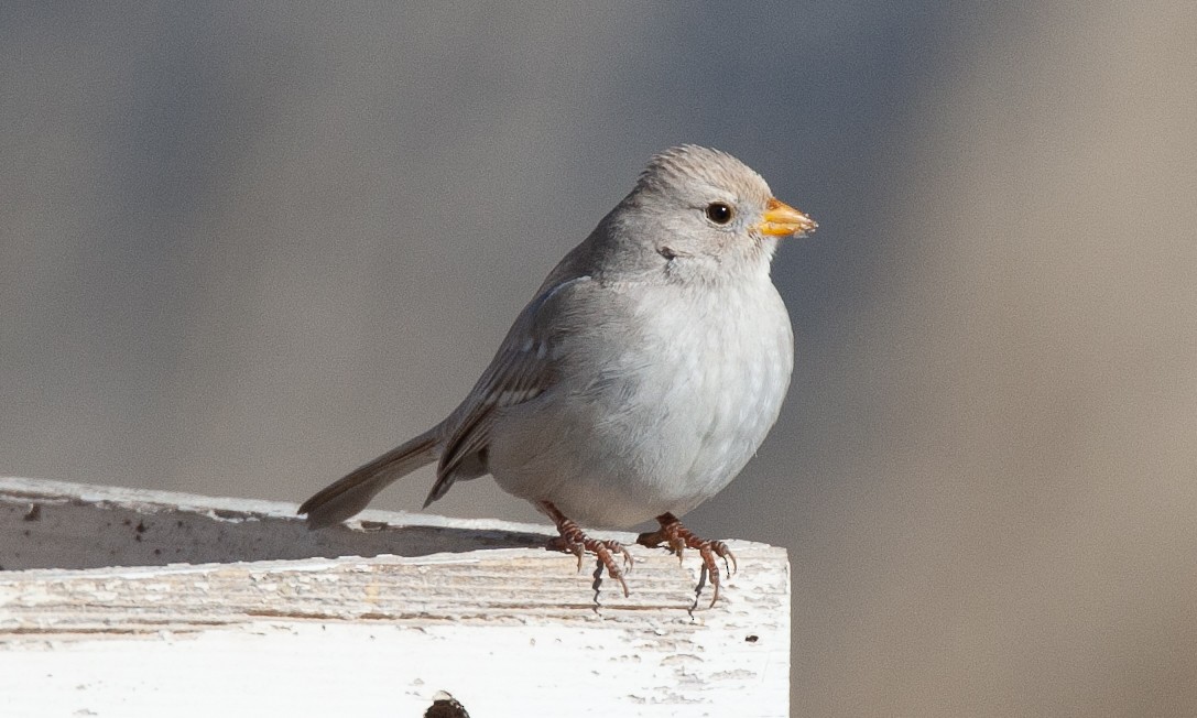 White-crowned Sparrow (Gambel's) - ML629080779
