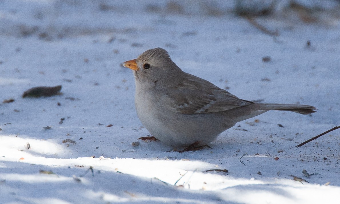 White-crowned Sparrow (Gambel's) - ML629080780