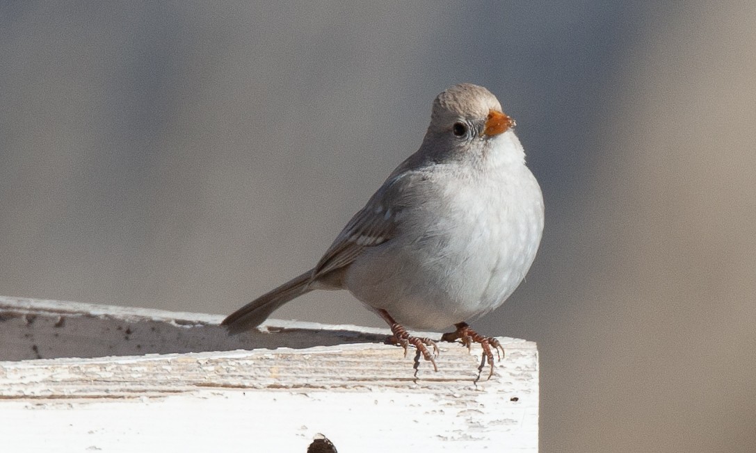 White-crowned Sparrow (Gambel's) - ML629080781