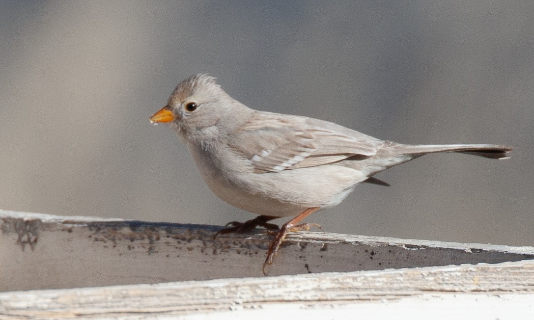 White-crowned Sparrow (Gambel's) - ML629080782