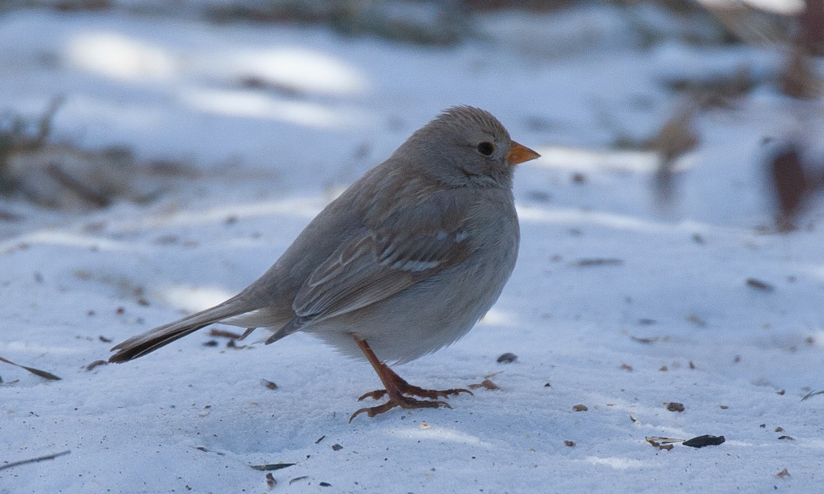 White-crowned Sparrow (Gambel's) - ML629080783