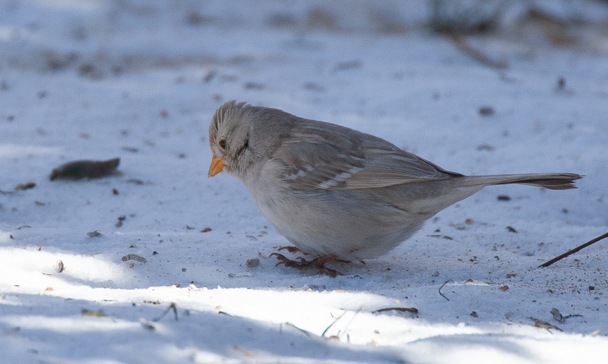 White-crowned Sparrow (Gambel's) - ML629080784