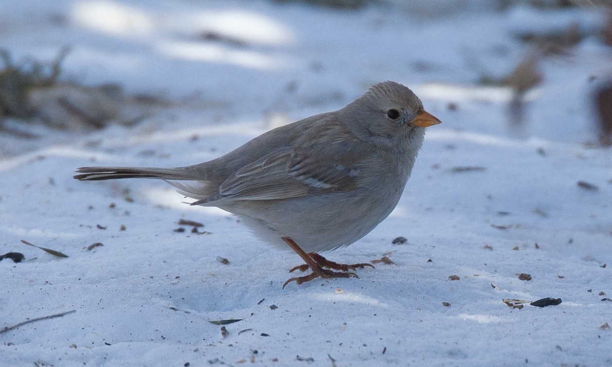 White-crowned Sparrow (Gambel's) - ML629080785
