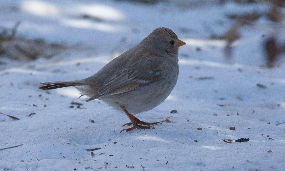 White-crowned Sparrow (Gambel's) - ML629080786