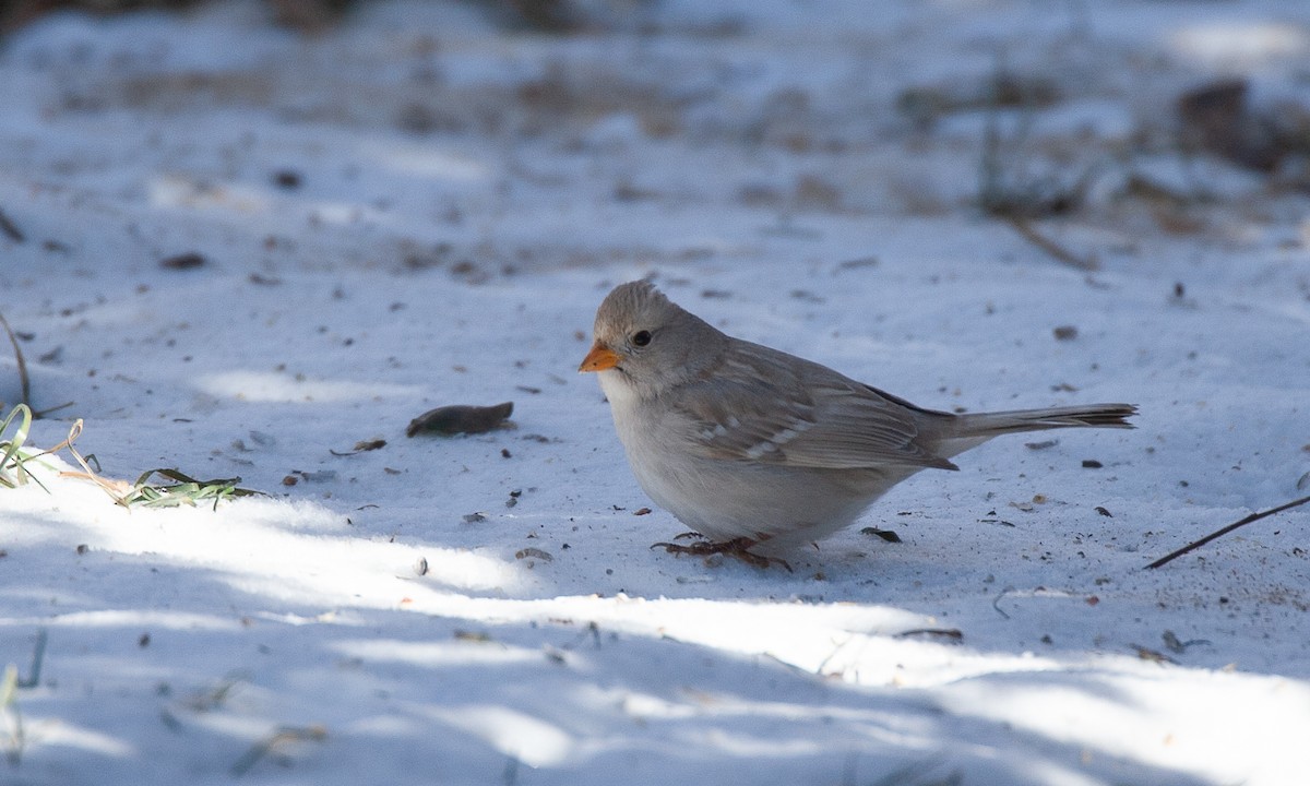 White-crowned Sparrow (Gambel's) - ML629080787