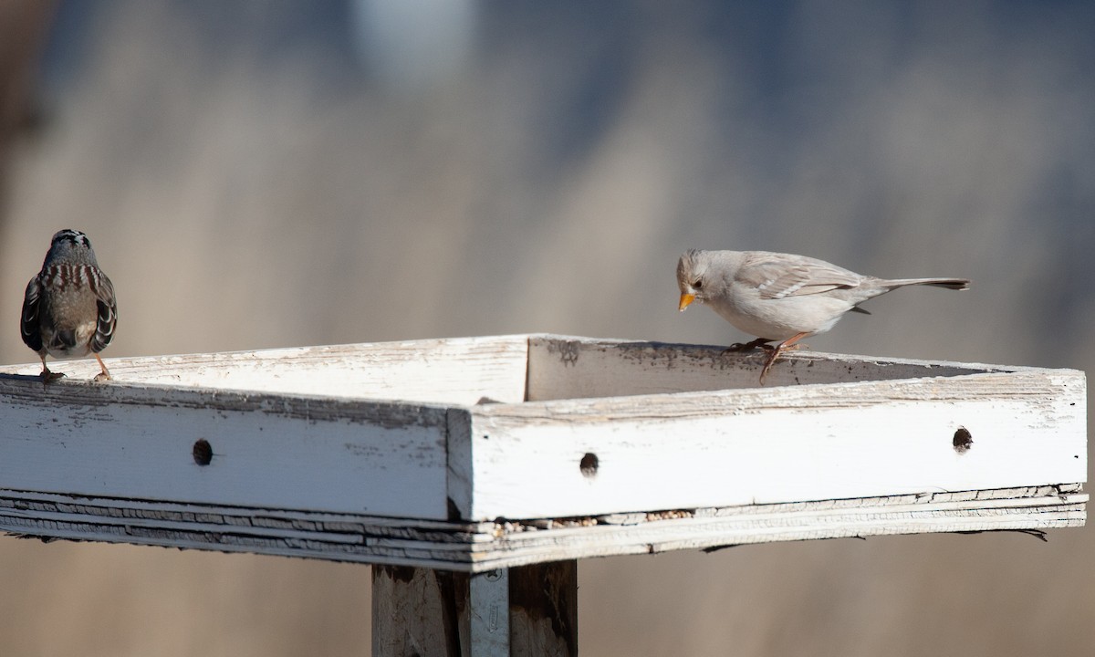 White-crowned Sparrow (Gambel's) - ML629080788