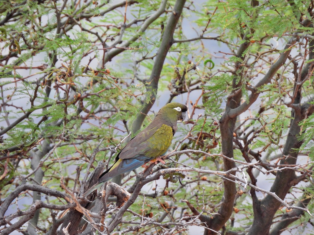 Burrowing Parakeet - ML629080796