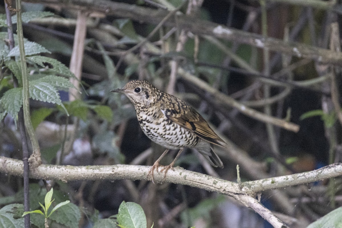 Scaly Thrush (Scaly) - ML629080810