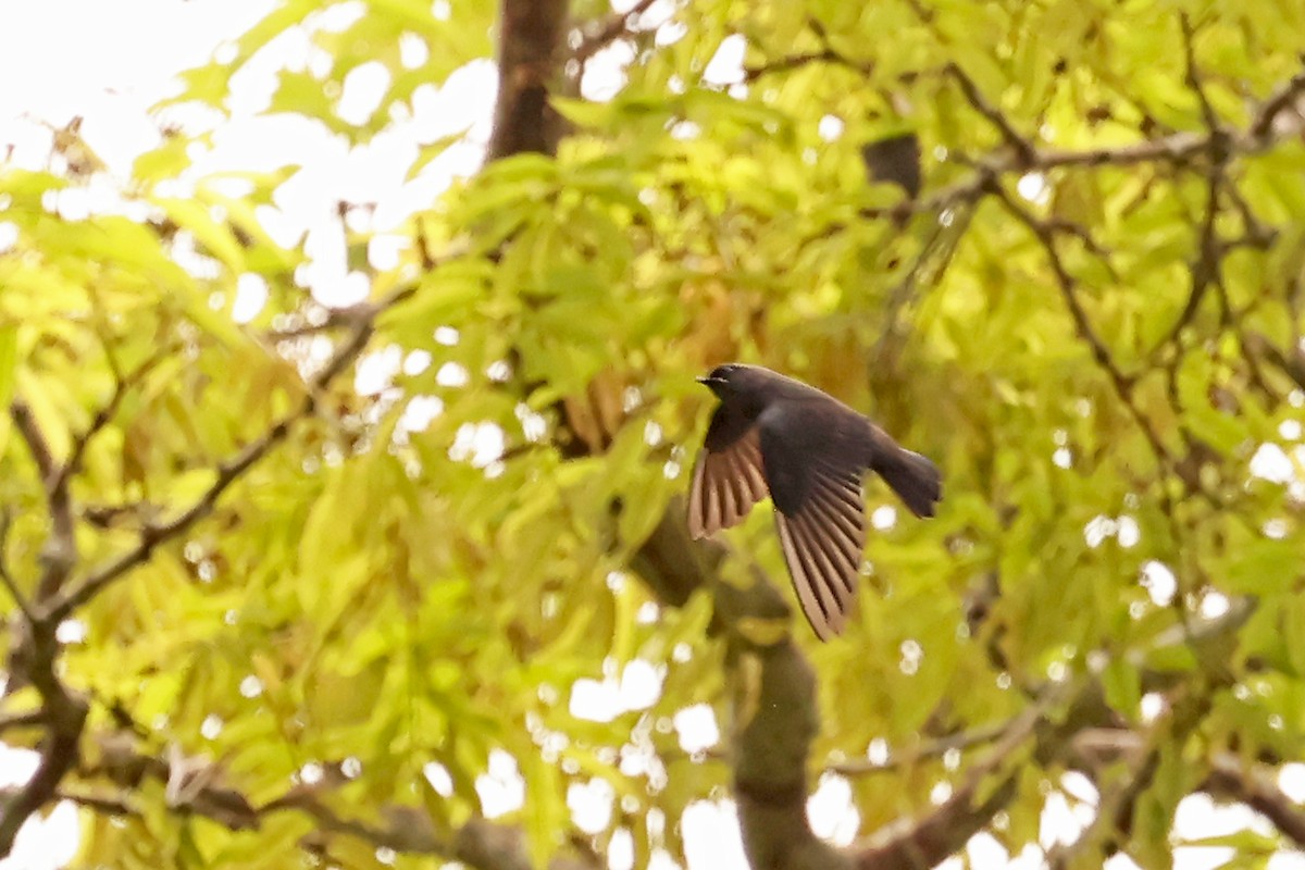 Forest Swallow - ML629080844