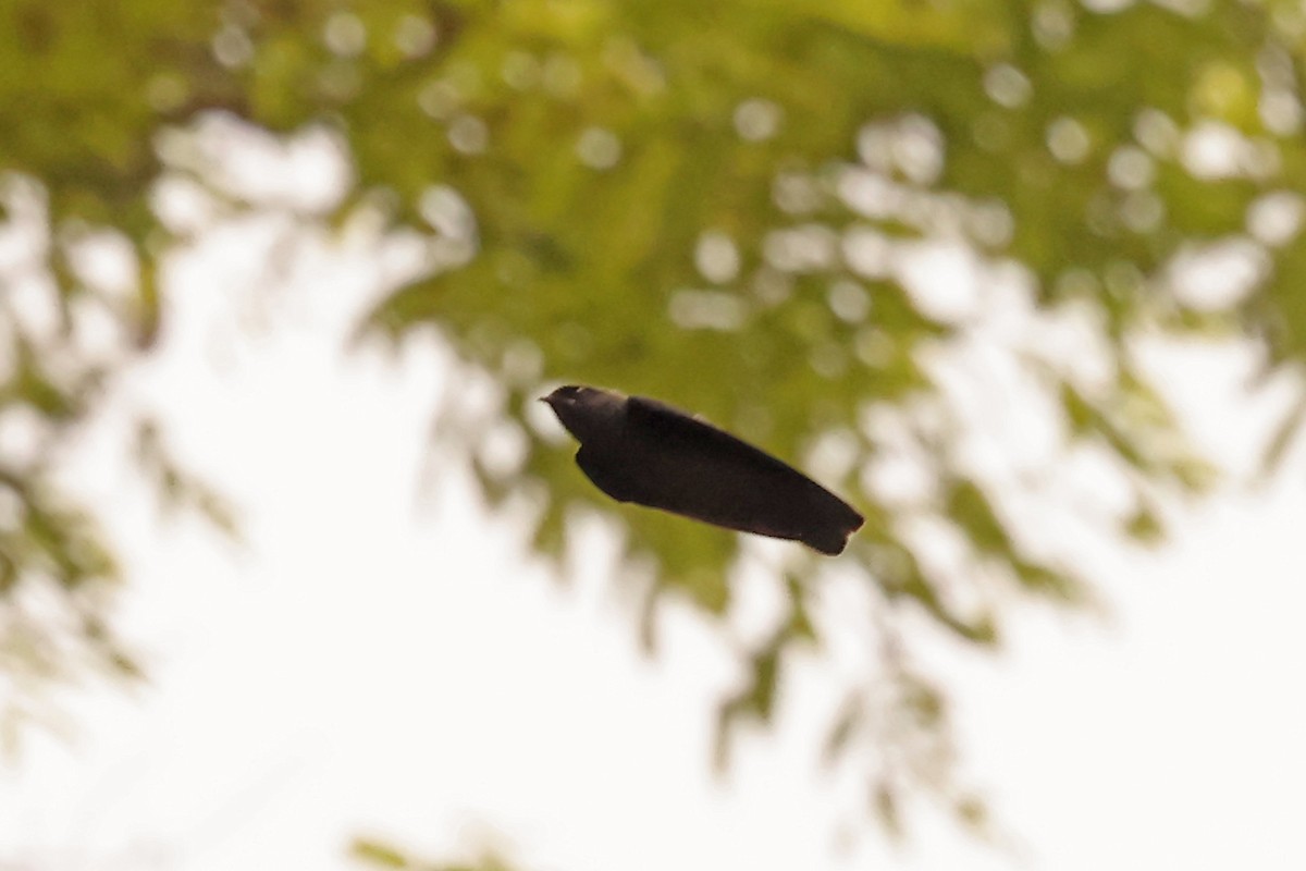 Forest Swallow - ML629080846