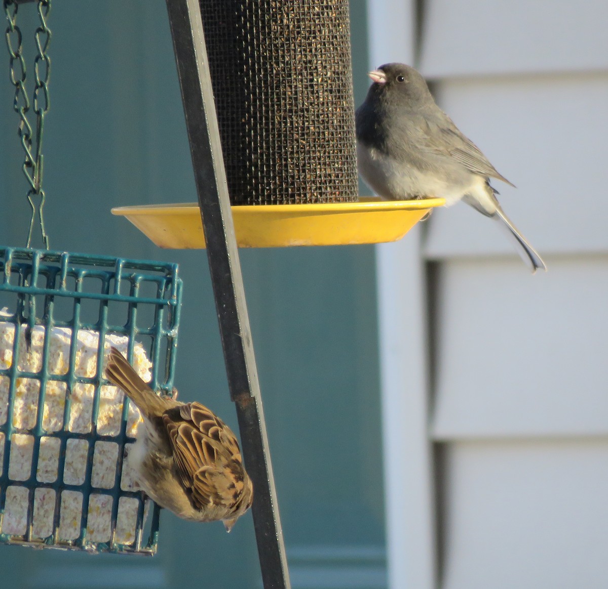 House Sparrow - ML629080851