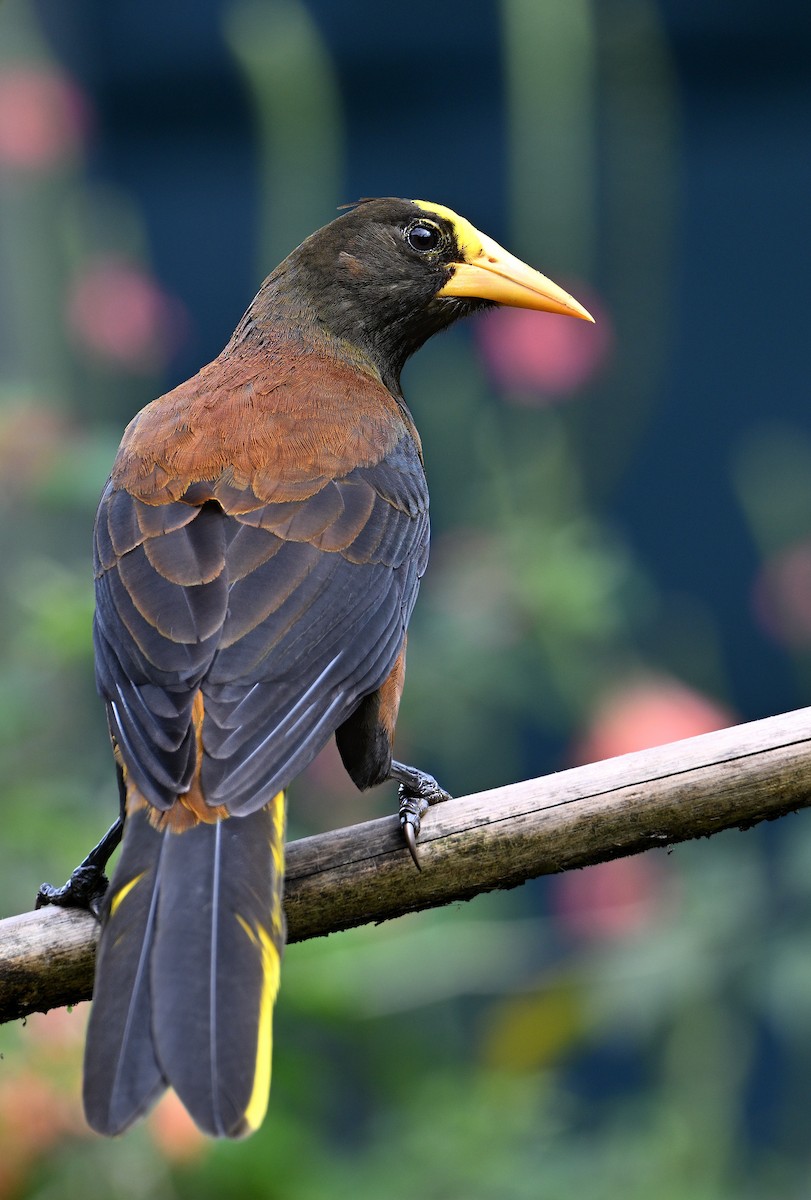 Russet-backed Oropendola - ML629080880