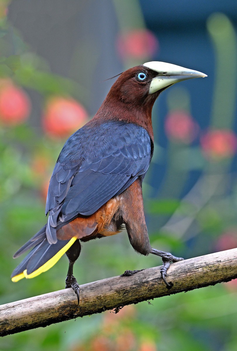 Chestnut-headed Oropendola - ML629080883