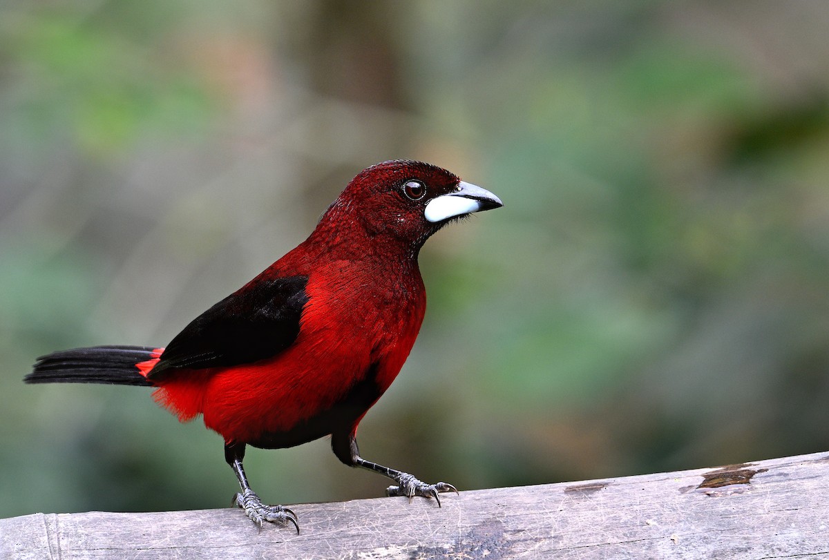 Crimson-backed Tanager - ML629080898
