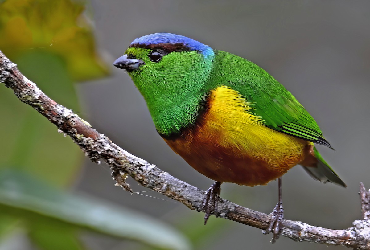 Chestnut-breasted Chlorophonia - ML629080923