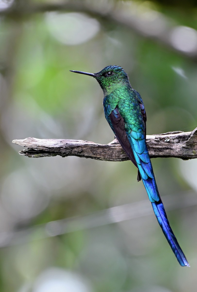 Violet-tailed Sylph - ML629080970