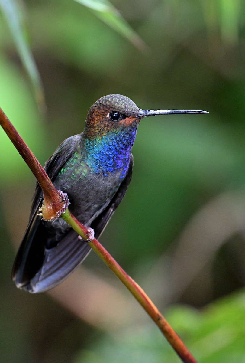 Rufous-gaped Hillstar - ML629080987