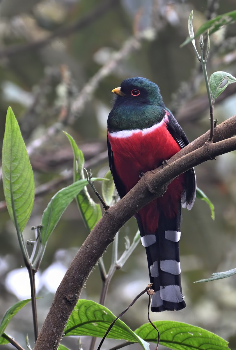 Masked Trogon - ML629081091