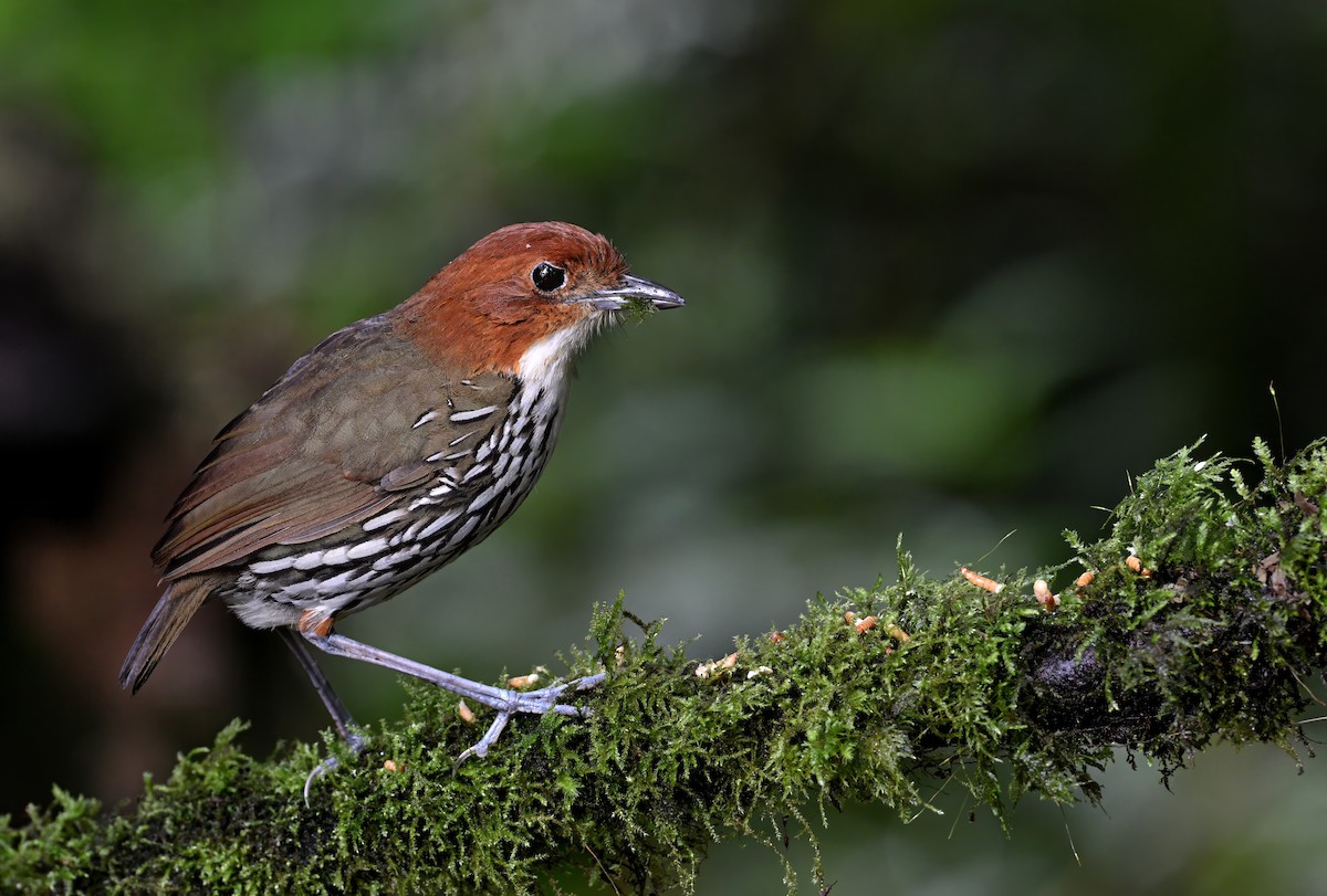 Chestnut-crowned Antpitta - ML629081101
