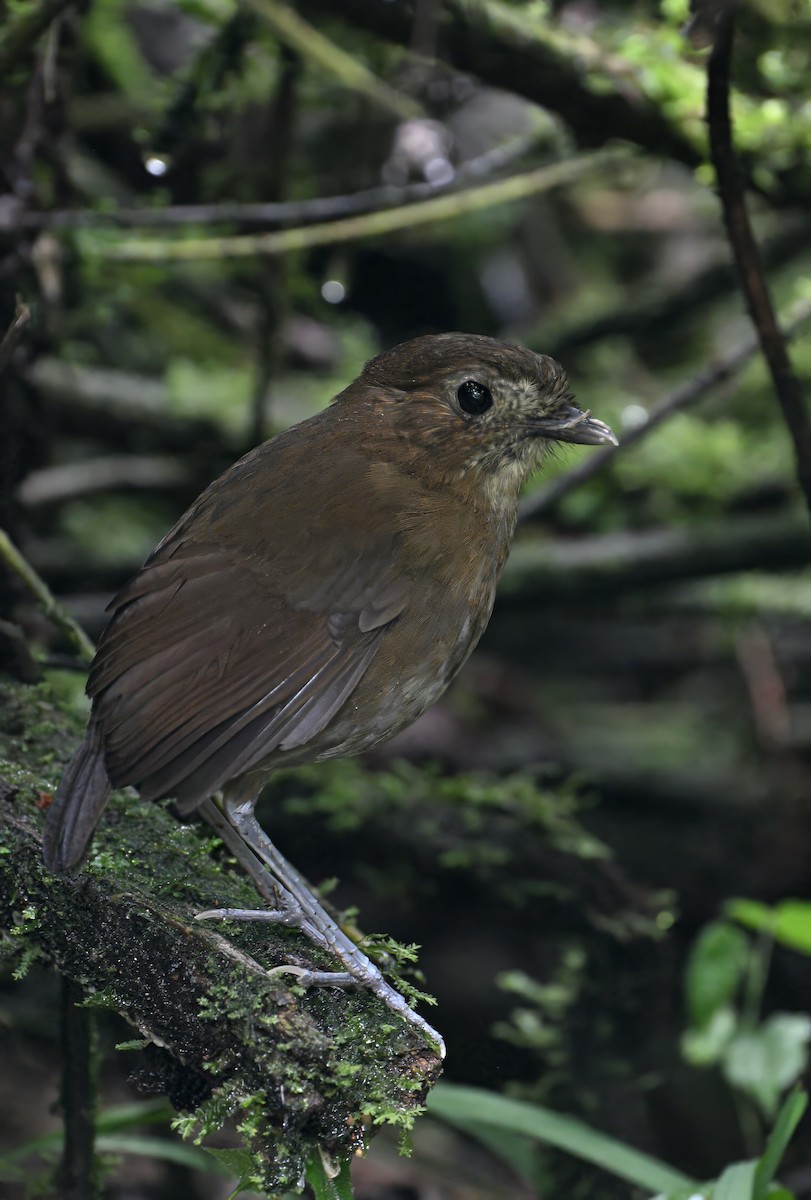 Brown-banded Antpitta - ML629081119
