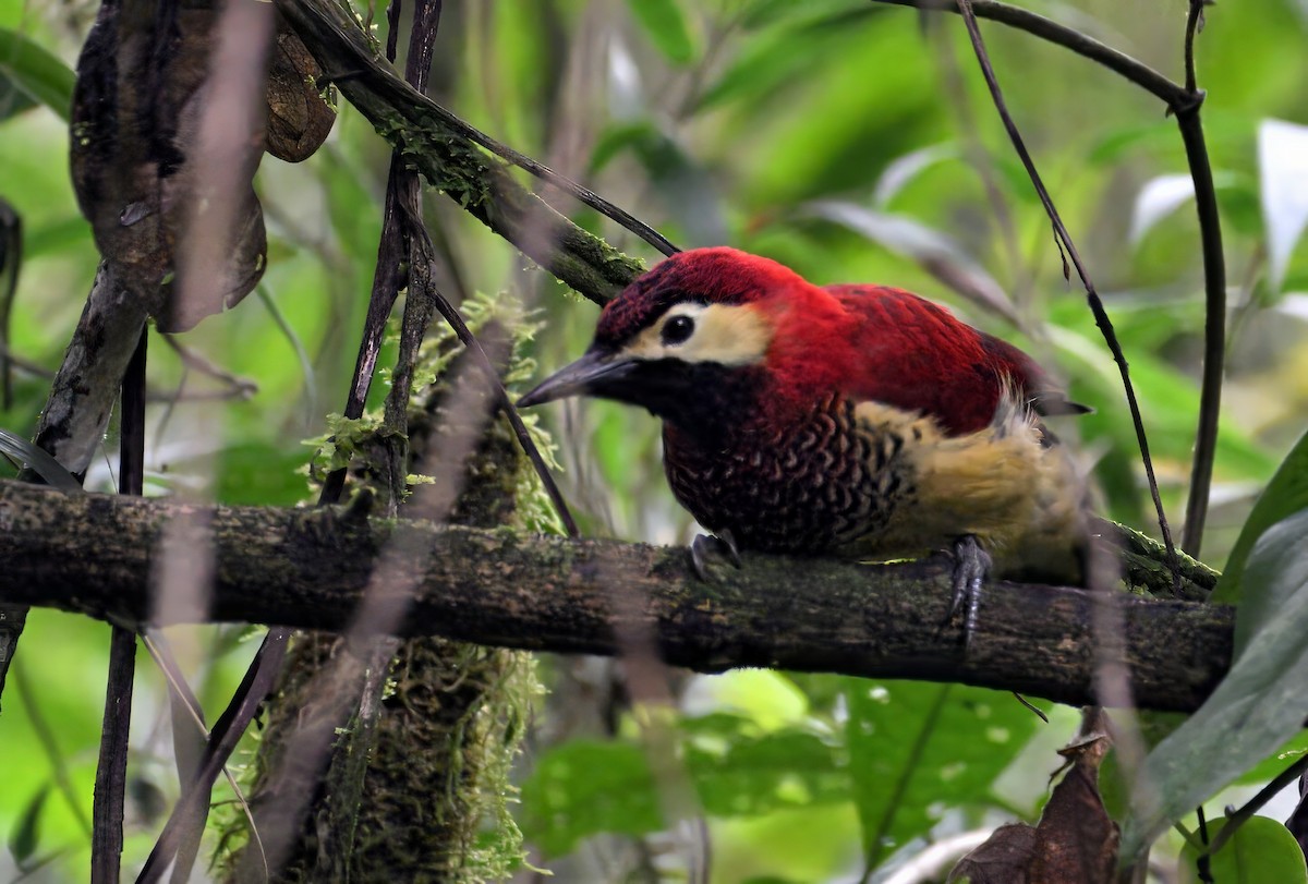 Crimson-mantled Woodpecker - ML629081127