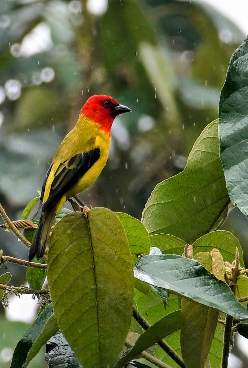Red-hooded Tanager - ML629081141