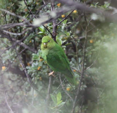 Andean Parakeet - ML629081215