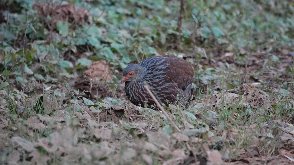 Handsome Spurfowl - ML629081300